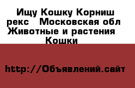 Ищу Кошку Корниш-рекс - Московская обл. Животные и растения » Кошки   